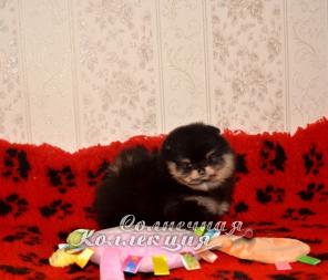 Маленькие шпице мишки море шерсти и позитива