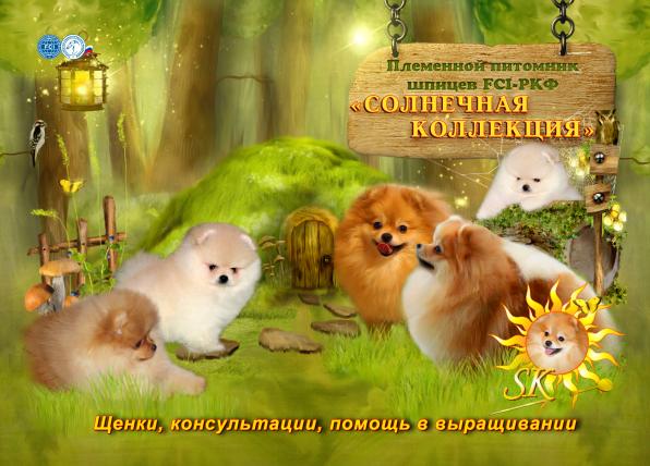Щенки померанского шпица из племенного питомника